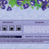 Lumelia Blue Butterfly Pea Flower Enveloped Tea Bags