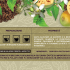 Italy-description BELIMAL Herbal Tea