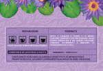 Italy---details Blu Lotus Herbal Tea